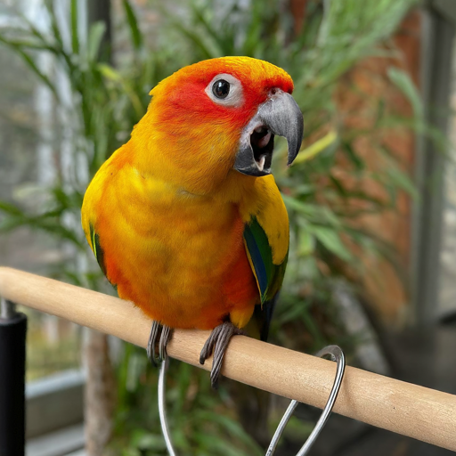 parrot pet